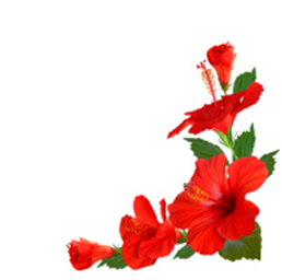 “Hibiscus Leaves or flowers”